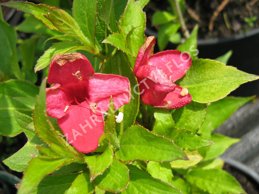 Vajgélie květnatá 'Red Prince' - Weigela florida 'Red Prince'