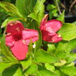 Vajgélie květnatá 'Red Prince' - Weigela florida 'Red Prince'