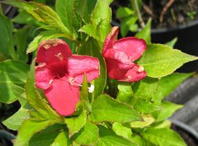 Vajgélie květnatá 'Red Prince' - Weigela florida 'Red Prince'