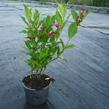 Vajgélie květnatá 'Red Prince' - Weigela florida 'Red Prince'