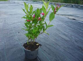 Vajgélie květnatá 'Red Prince' - Weigela florida 'Red Prince'