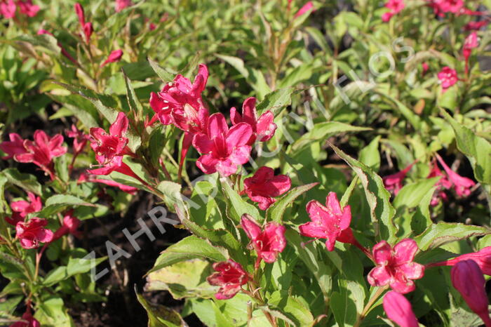 Vajgélie květnatá 'Red Prince' - Weigela florida 'Red Prince'