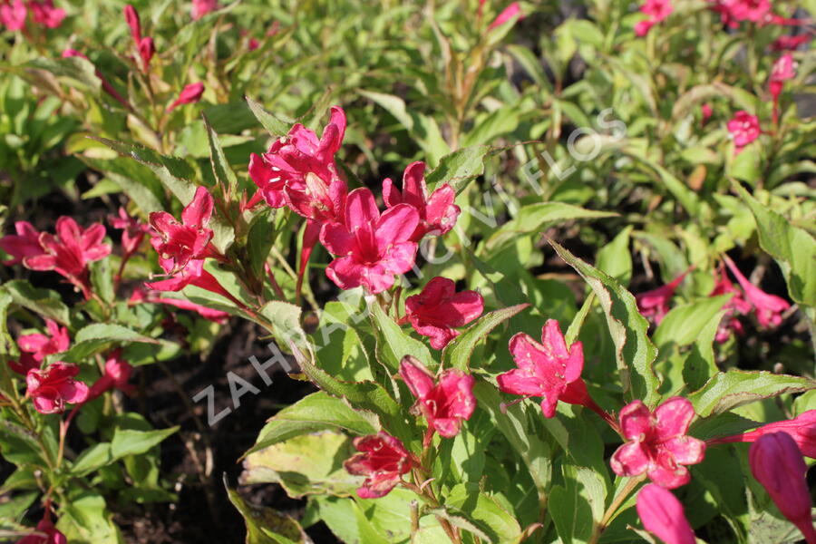 Vajgélie květnatá 'Red Prince' - Weigela florida 'Red Prince'