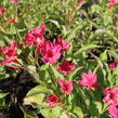 Vajgélie květnatá 'Red Prince' - Weigela florida 'Red Prince'