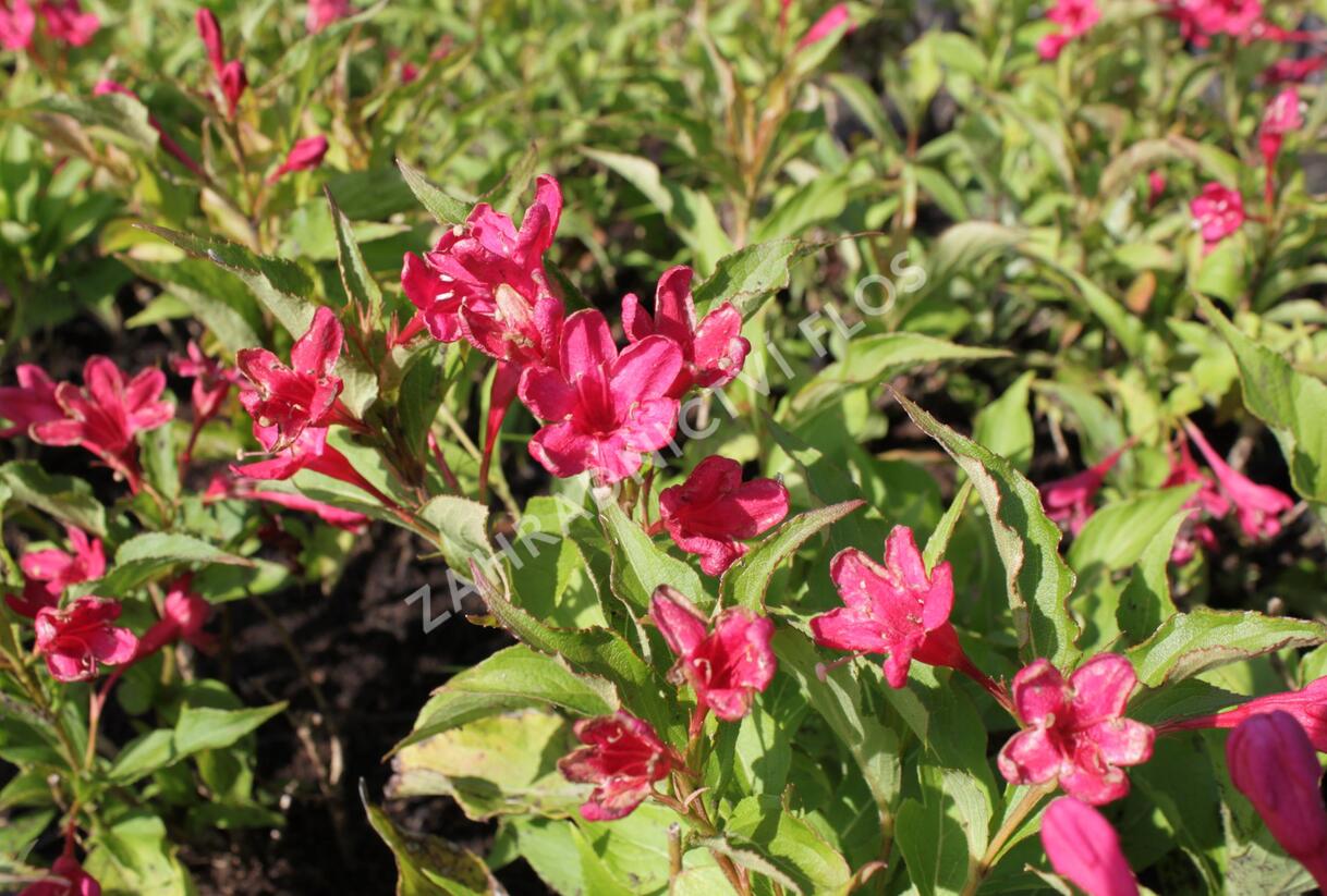 Vajgélie květnatá 'Red Prince' - Weigela florida 'Red Prince'