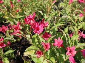 Vajgélie květnatá 'Red Prince' - Weigela florida 'Red Prince'