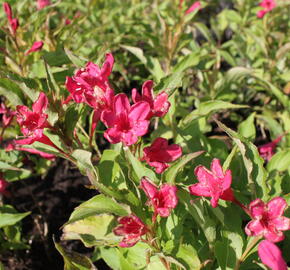 Vajgélie květnatá 'Red Prince' - Weigela florida 'Red Prince'