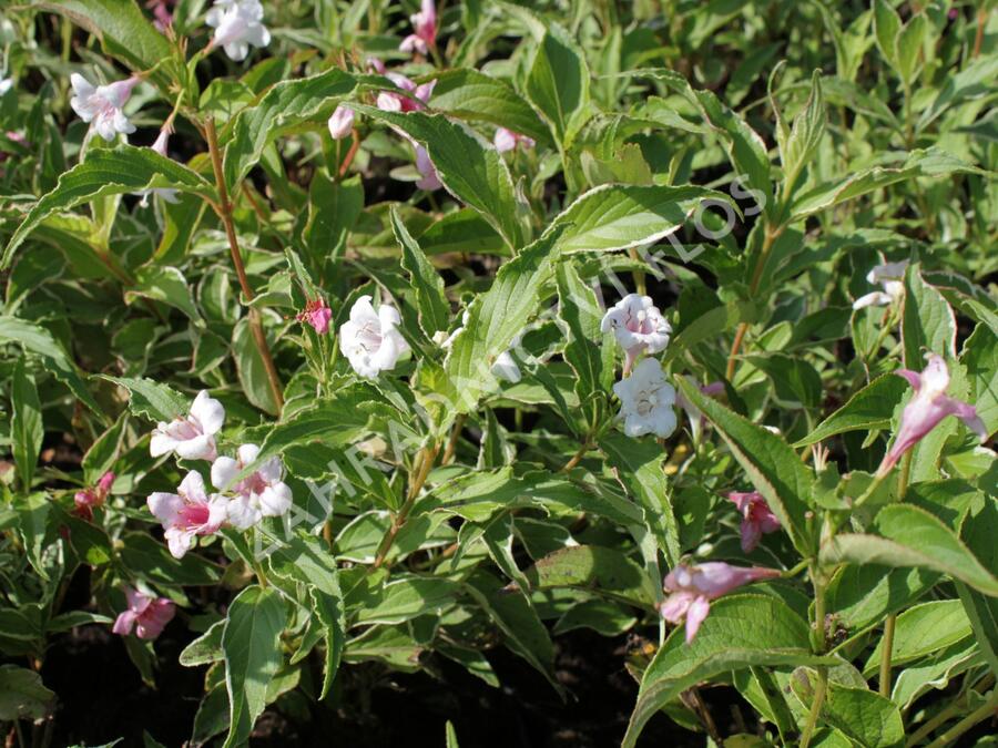 Vajgélie květnatá 'Suzanne' - Weigela florida 'Suzanne'