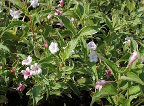 Vajgélie květnatá 'Suzanne' - Weigela florida 'Suzanne'