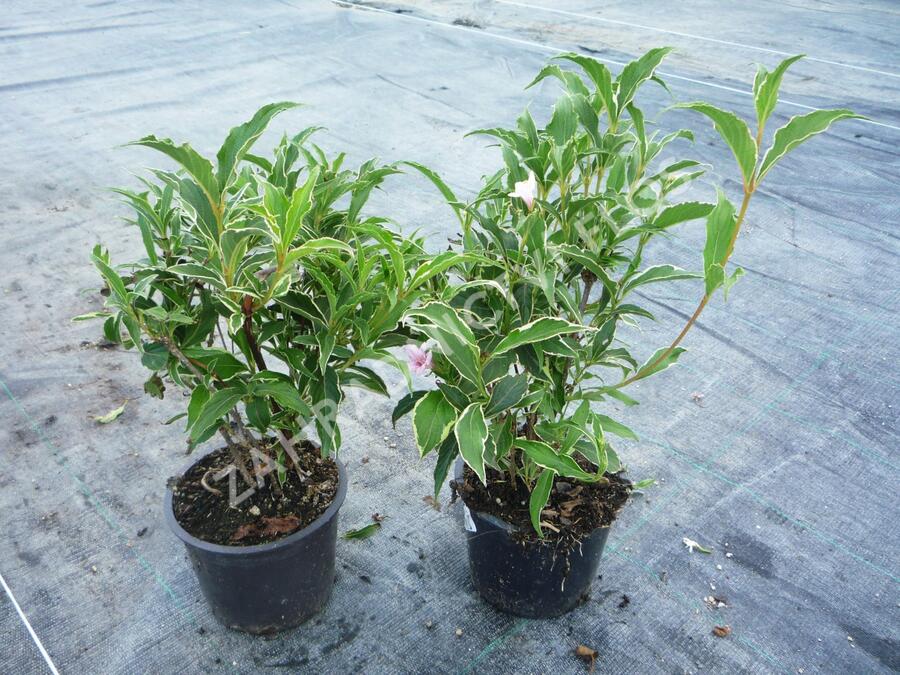 Vajgélie květnatá 'Suzanne' - Weigela florida 'Suzanne'