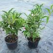 Vajgélie květnatá 'Suzanne' - Weigela florida 'Suzanne'
