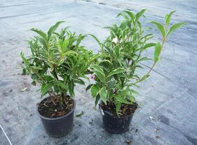 Vajgélie květnatá 'Suzanne' - Weigela florida 'Suzanne'