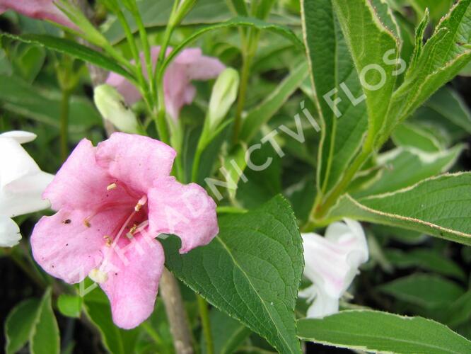 Vajgélie květnatá 'Suzanne' - Weigela florida 'Suzanne'