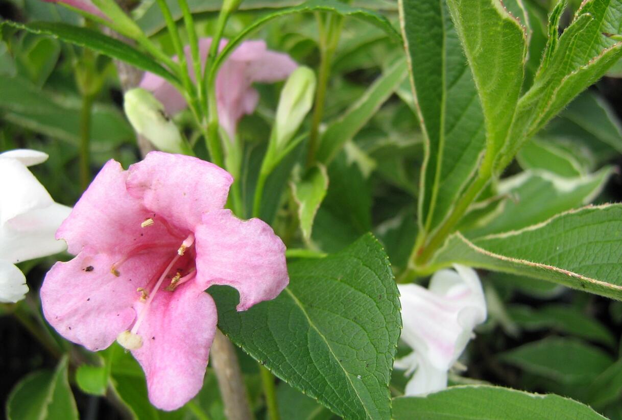 Vajgélie květnatá 'Suzanne' - Weigela florida 'Suzanne'
