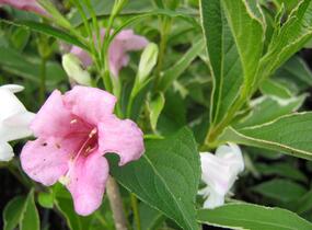 Vajgélie květnatá 'Suzanne' - Weigela florida 'Suzanne'