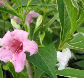 Vajgélie květnatá 'Suzanne' - Weigela florida 'Suzanne'