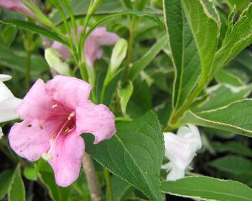 Vajgélie květnatá 'Suzanne'