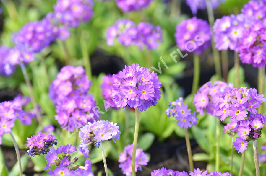 Prvosenka zoubkatá 'Blaue Auslese' - Primula denticulata 'Blaue Auslese'