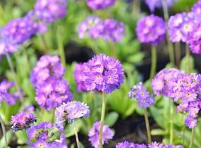 Prvosenka zoubkatá 'Blaue Auslese' - Primula denticulata 'Blaue Auslese'