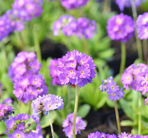 Prvosenka zoubkatá 'Blaue Auslese' - Primula denticulata 'Blaue Auslese'