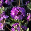 Prvosenka zoubkatá 'Blaue Auslese' - Primula denticulata 'Blaue Auslese'