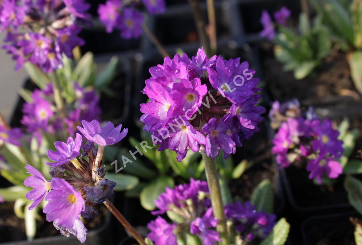 Prvosenka zoubkatá 'Blaue Auslese' - Primula denticulata 'Blaue Auslese'