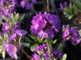 Prvosenka zoubkatá 'Blaue Auslese' - Primula denticulata 'Blaue Auslese'