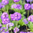 Prvosenka zoubkatá 'Blaue Auslese' - Primula denticulata 'Blaue Auslese'