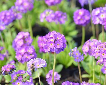 Prvosenka zoubkatá 'Blaue Auslese'