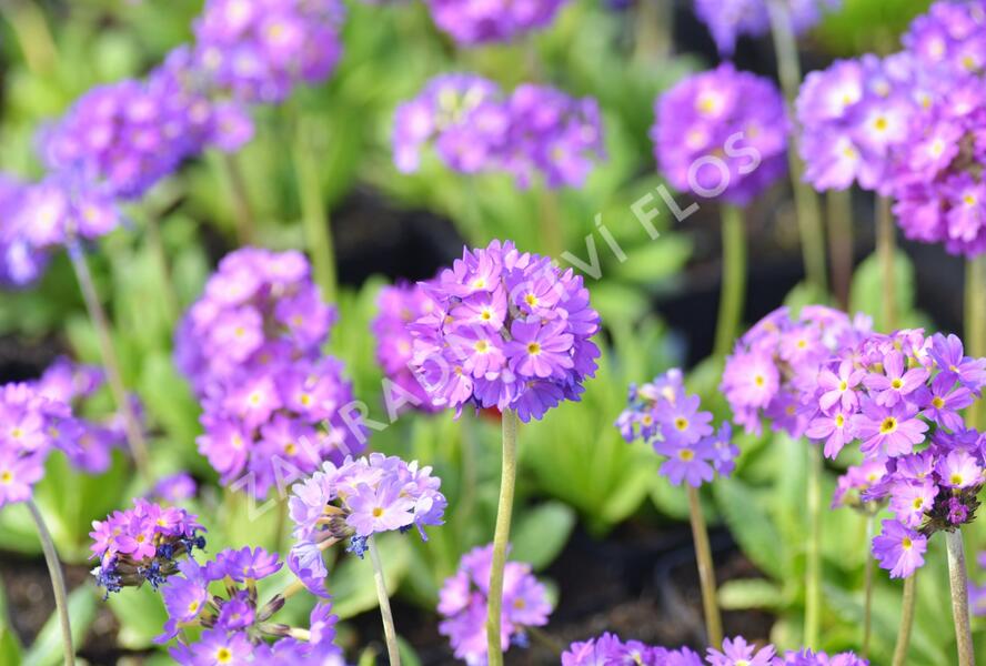 Prvosenka zoubkatá 'Blaue Auslese' - Primula denticulata 'Blaue Auslese'