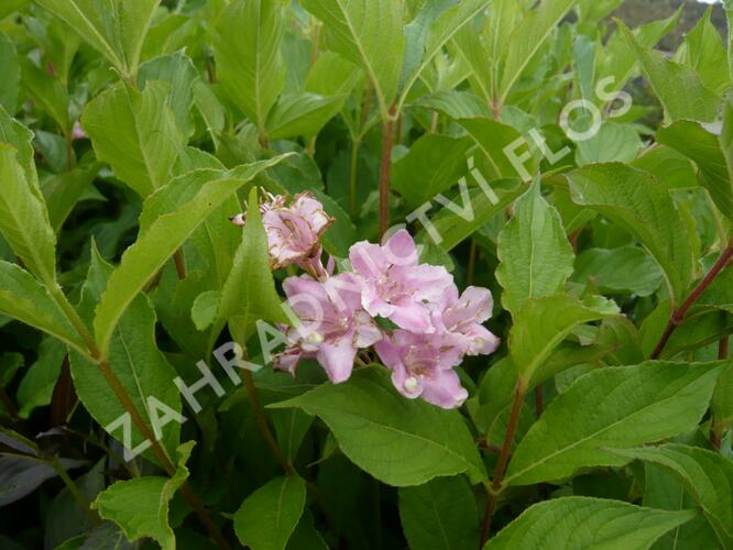 Vajgélie květnatá 'Boskoop Glory' - Weigela florida 'Boskoop Glory'