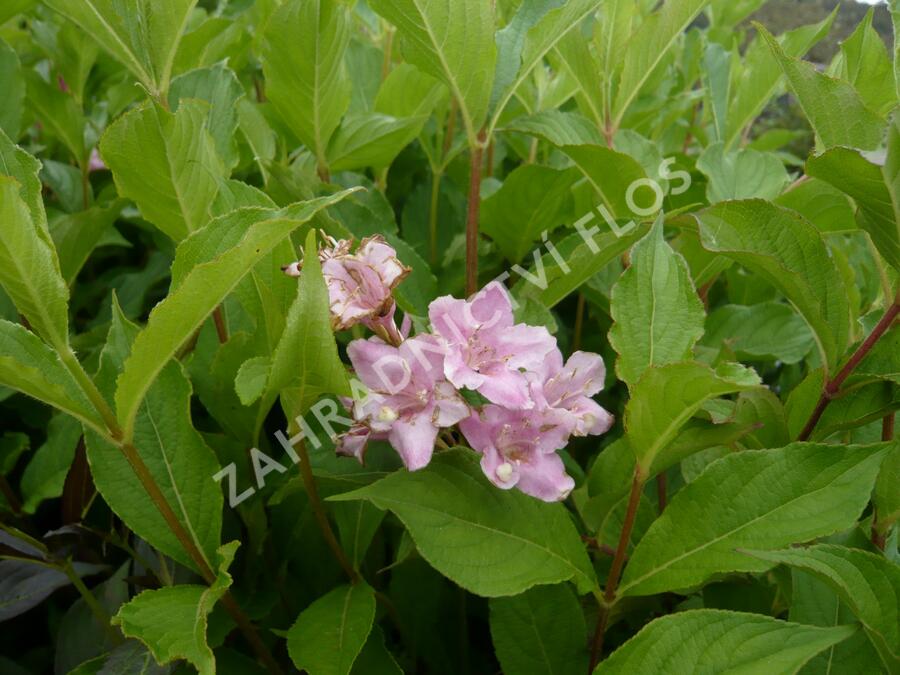 Vajgélie květnatá 'Boskoop Glory' - Weigela florida 'Boskoop Glory'