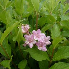 Vajgélie květnatá 'Boskoop Glory' - Weigela florida 'Boskoop Glory'