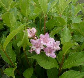 Vajgélie květnatá 'Boskoop Glory' - Weigela florida 'Boskoop Glory'