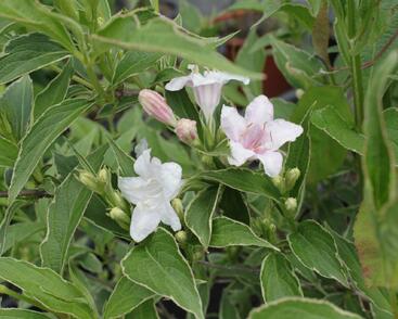 Vajgélie květnatá 'Splendit'