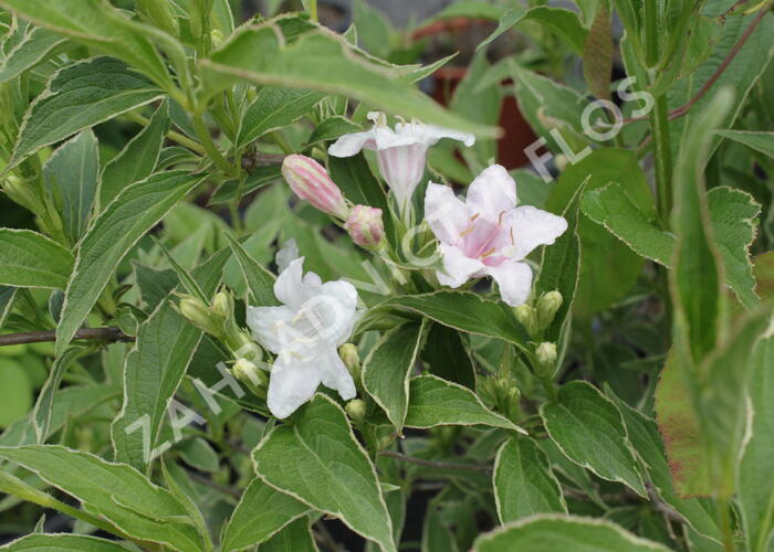 Vajgélie květnatá 'Splendit' - Weigela florida 'Splendit'