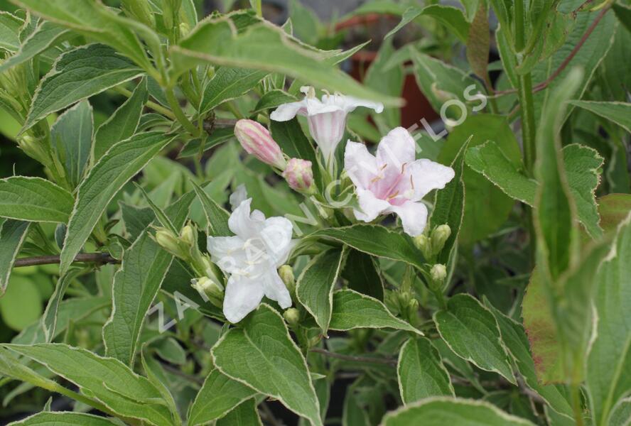 Vajgélie květnatá 'Splendit' - Weigela florida 'Splendit'