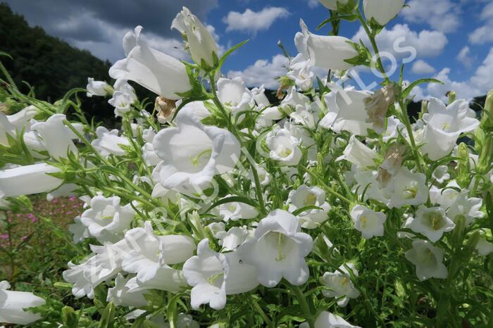 Zvonek zahradní 'Weiß' - Campanula medium 'Weiß'