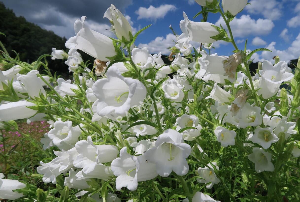 Zvonek zahradní 'Weiß' - Campanula medium 'Weiß'