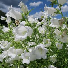 Zvonek zahradní 'Weiß' - Campanula medium 'Weiß'