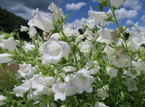 Zvonek zahradní 'Weiß' - Campanula medium 'Weiß'