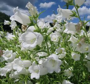 Zvonek zahradní 'Weiß' - Campanula medium 'Weiß'