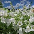 Zvonek zahradní 'Weiß' - Campanula medium 'Weiß'
