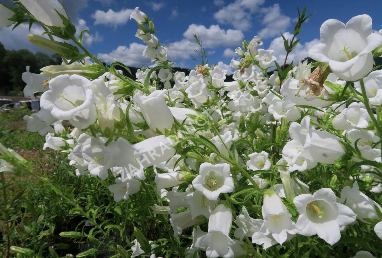 Zvonek zahradní 'Weiß' - Campanula medium 'Weiß'