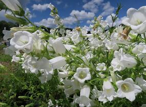 Zvonek zahradní 'Weiß' - Campanula medium 'Weiß'