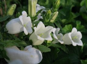 Zvonek zahradní 'Weiß' - Campanula medium 'Weiß'