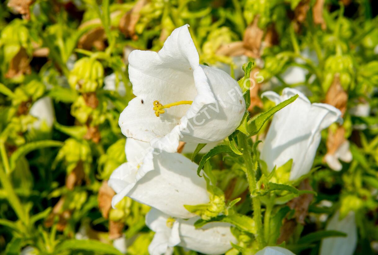 Zvonek zahradní 'Weiß' - Campanula medium 'Weiß'