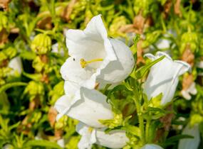 Zvonek zahradní 'Weiß' - Campanula medium 'Weiß'