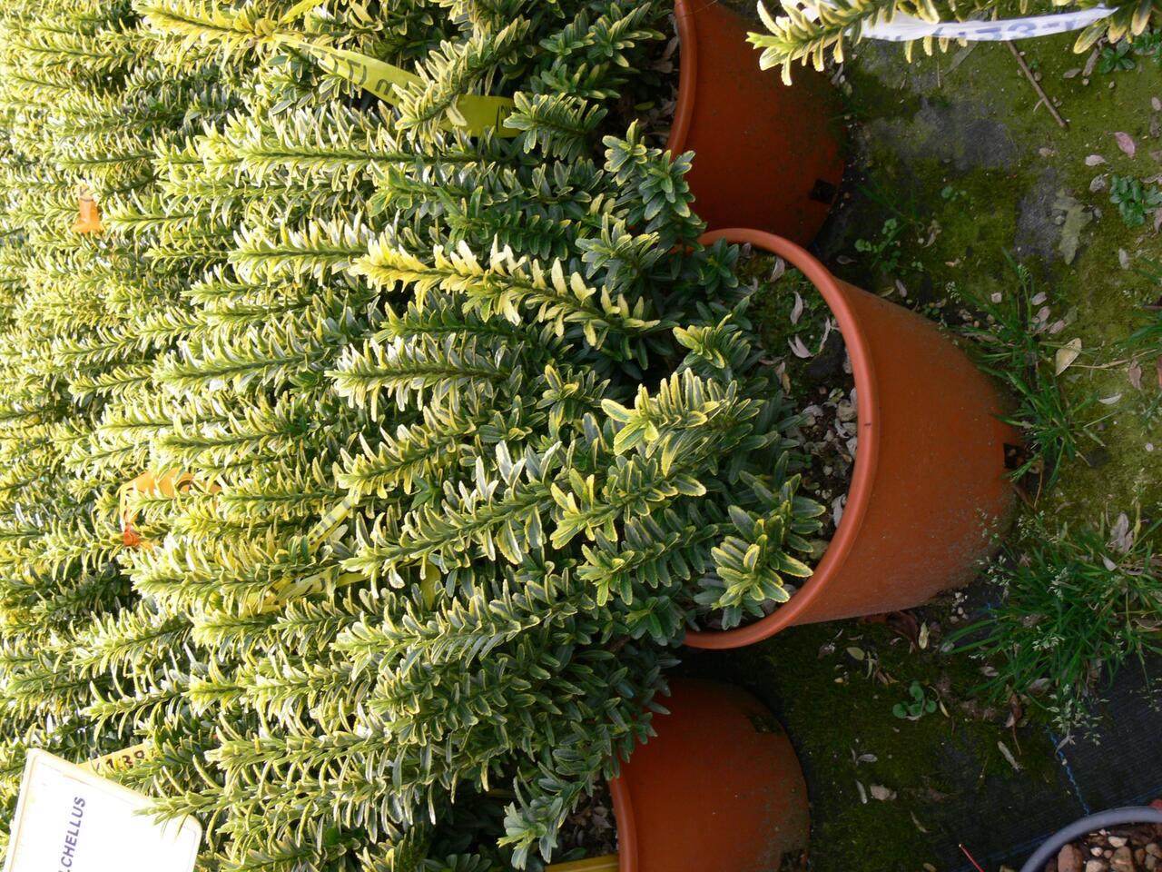 Euonymus Microphyllus (Pulchellus) – VASO 24 - Pistoia Verde Euonymus Microphyllus (Pulchellus) – VASO 24 - Pistoia Verde