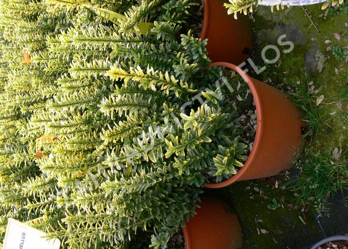 Brslen 'Aurea' - Euonymus pulchellus 'Aurea'